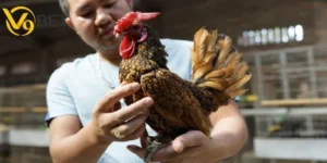 Bí quyết chọn gà đá hay