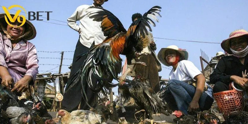 Bí quyết chọn gà đá hay từ tay chơi lâu năm