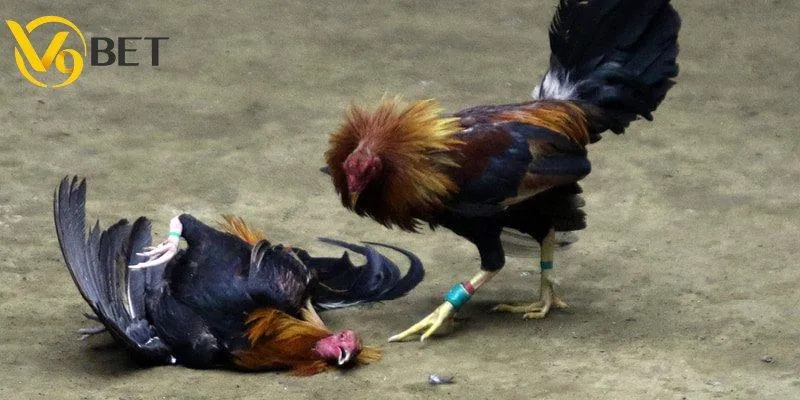 Bí quyết đặt cược đá gà cựa sắt siêu chuẩn