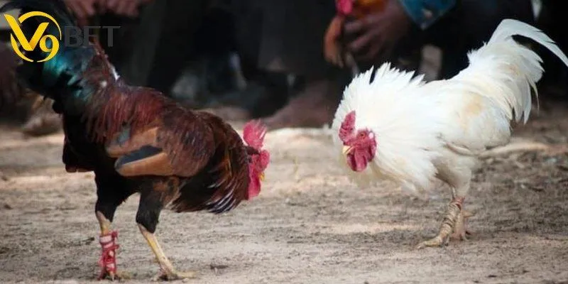 Cẩm nang luật chơi đá gà cựa sắt từ cơ bản