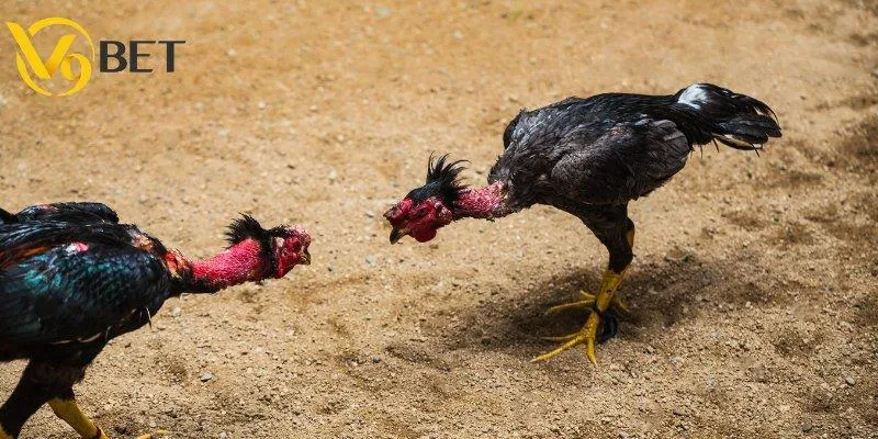 Cập nhật xu hướng đá gà cựa sắt mới nhất