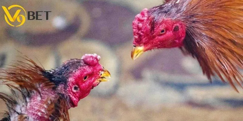 Chiến thuật thực chiến khi chơi đá gà cựa non