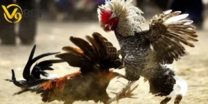 Đá gà cựa sắt