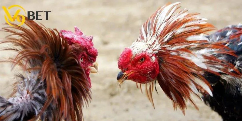 Đá gà không cựa