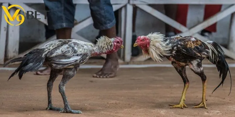 Hướng dẫn chi tiết cách chơi đá gà cựa non