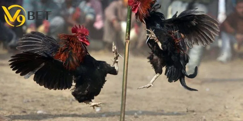 Sự thật ít ai biết về trường gà Campuchia