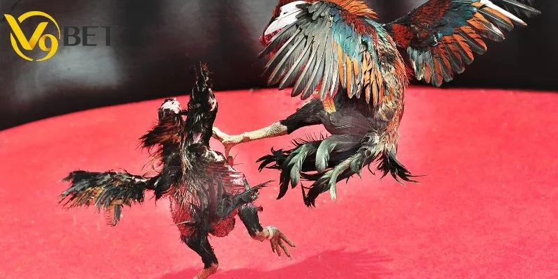 Tại sao đá gà V9BET lại cuốn hút đến vậy?