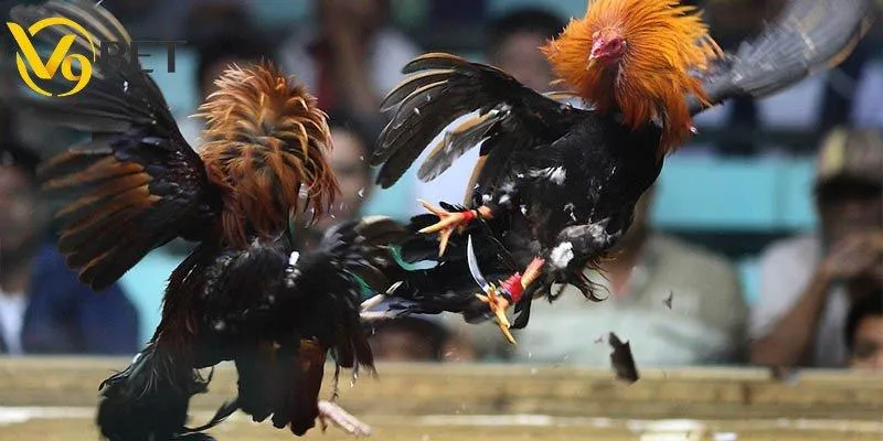 Tầm quan trọng của bí quyết chọn gà đá hay