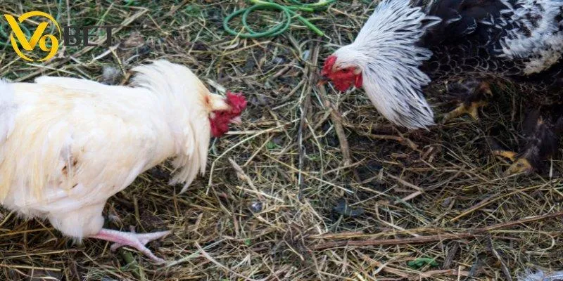 Tất tần tật luật chơi đá gà V9BET cần biết