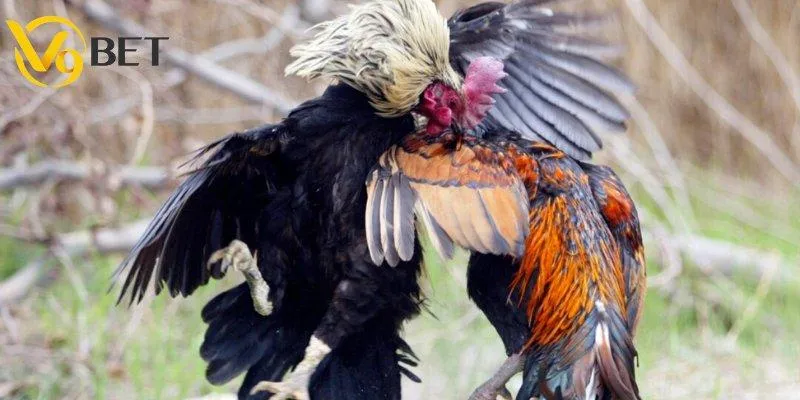 Tiêu chí đánh giá chiến kê chất lượng