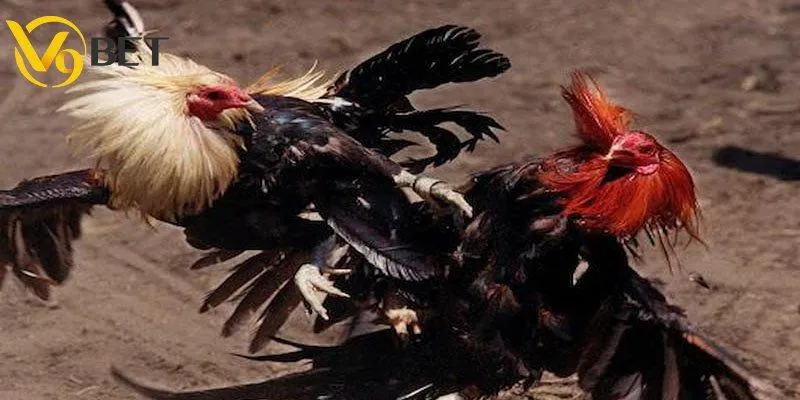 Toàn bộ luật chơi đá gà không cựa tại V9BET