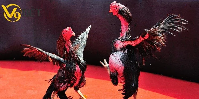 Top trận đá gà đỉnh nhất tại trường gà Campuchia