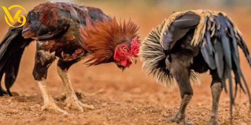 Trải nghiệm đá gà không cựa cực hay