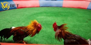 Trường Gà Campuchia