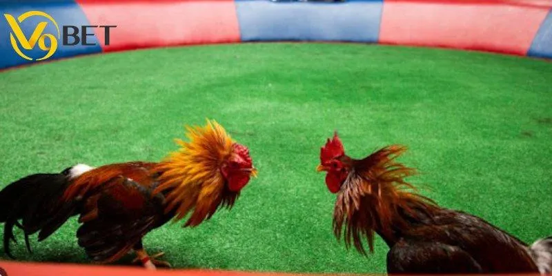 Trường Gà Campuchia