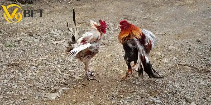 Tuyệt chiêu chơi đá gà V9BET dễ ăn tiền