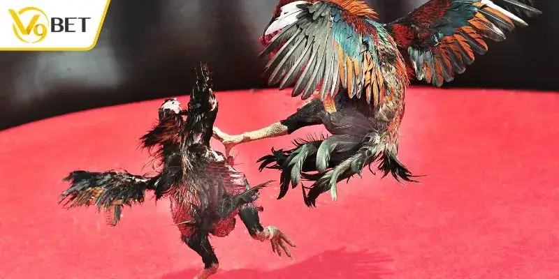 Đá gà trực tiếp mỗi ngày từ các trường gà máu lửa nhất châu Á