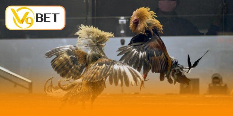 Giải mã điểm thú vị về luật chơi đá gà cựa sắt