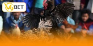 luật chơi đá gà cựa sắt