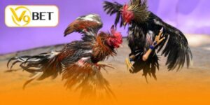 luật chơi đá gà Thomo