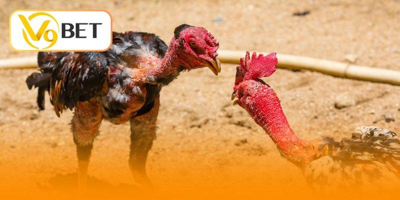 Luật chơi đá gà Thomo - Kiếm tiền triệu từ V9BET