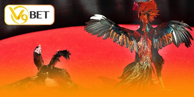 Thông tin độc quyền về luật chơi đá gà Thomo