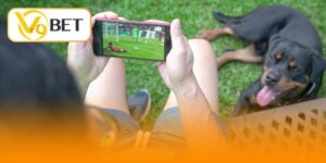 xem bóng đá trực tiếp online